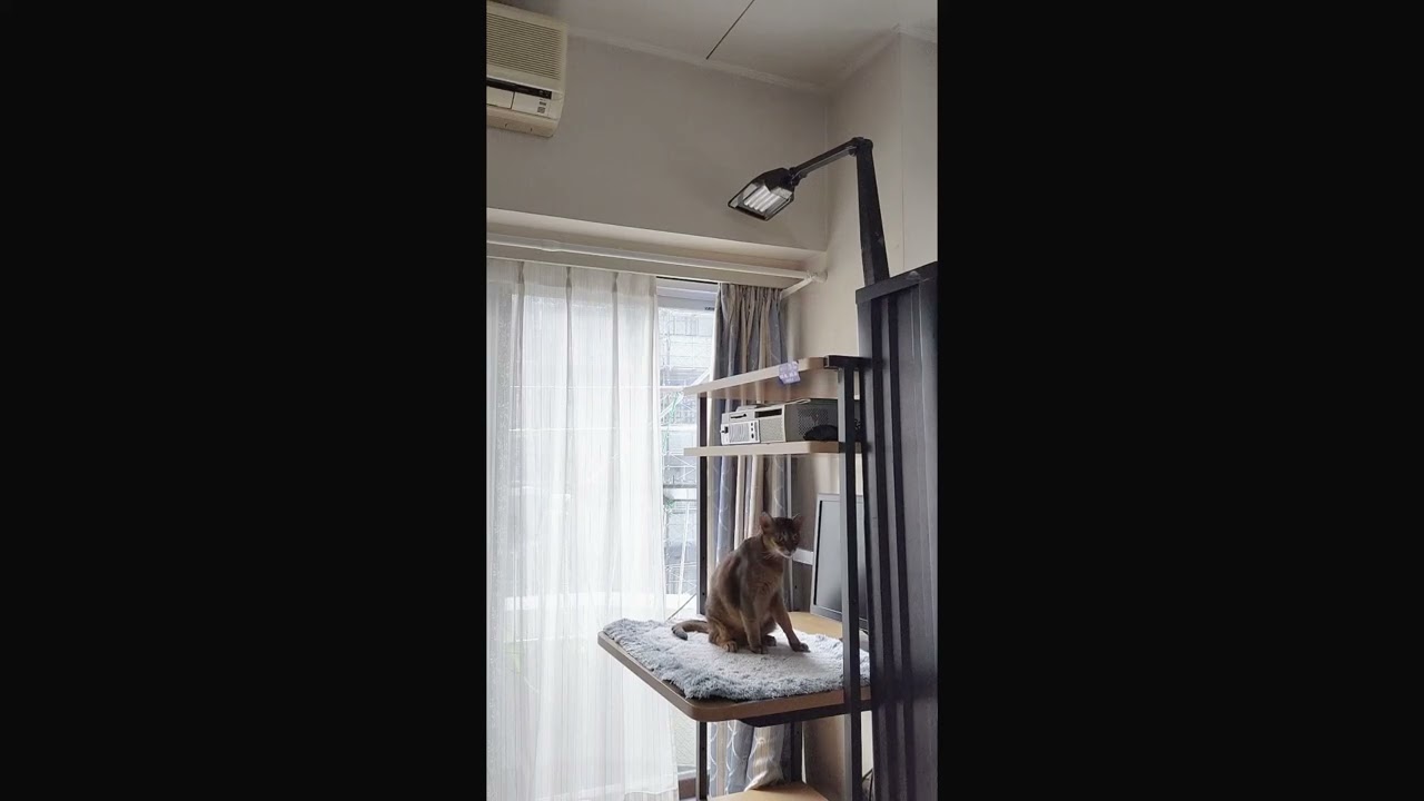 ネコ動画あび＃1753　#shorts　あびの毎日　アビシニアン　あび