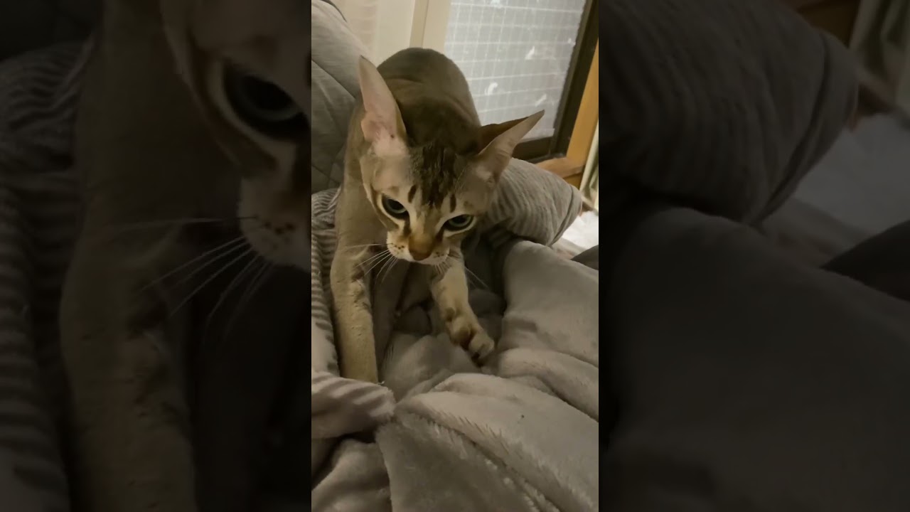 【シンガプーラ】気持ちいい顔している猫がこちらです #animals #cat #pets #singapura #kitten #子猫 #ペットショップ #猫 #過保護