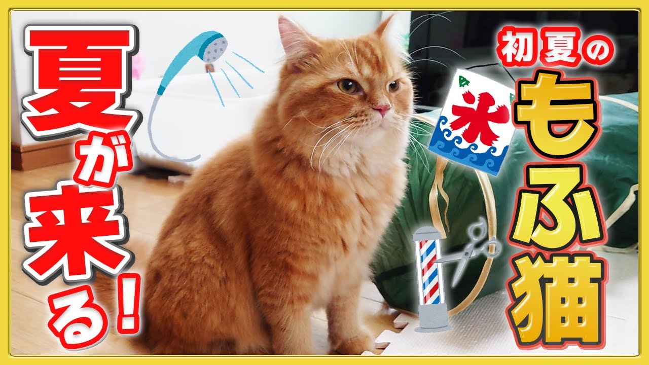 【暑さ対策どうする？】もふ猫が家で初めての夏を迎える