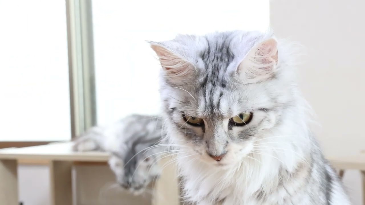 シルバーが美しいメインクーン豊玉姫