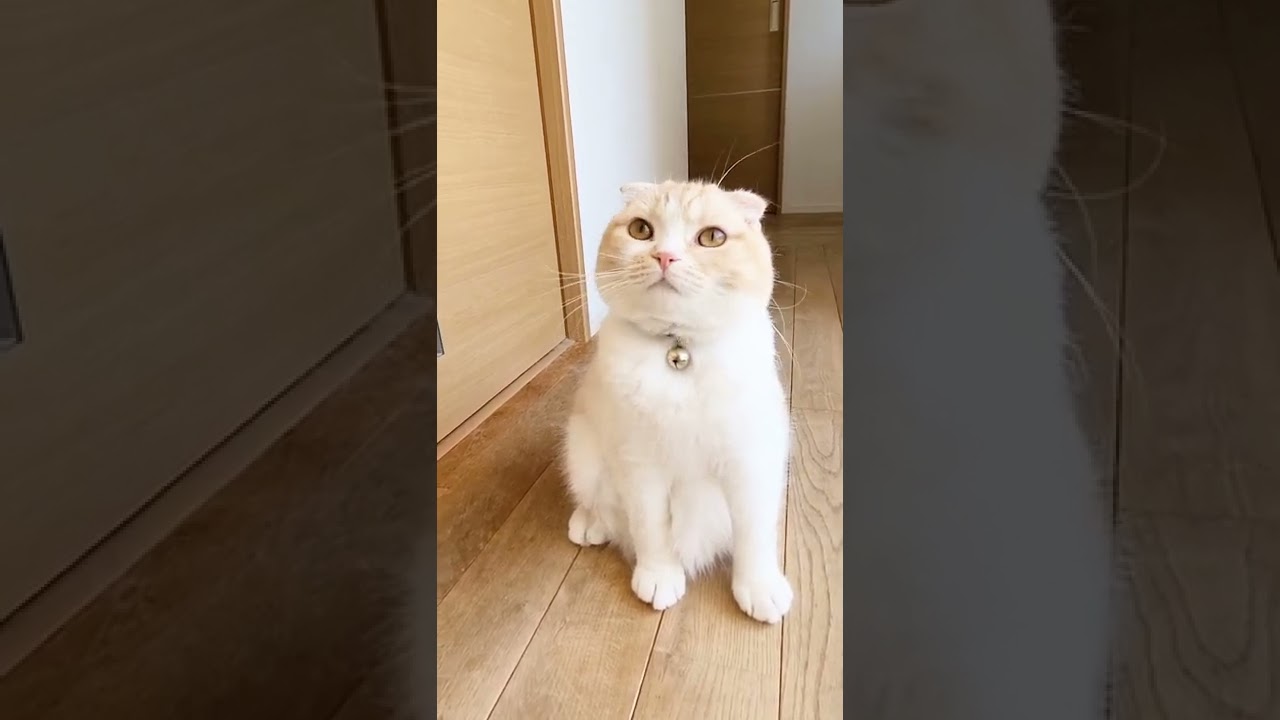 猫がいたので喋りかけてみたら可愛すぎた#shorts