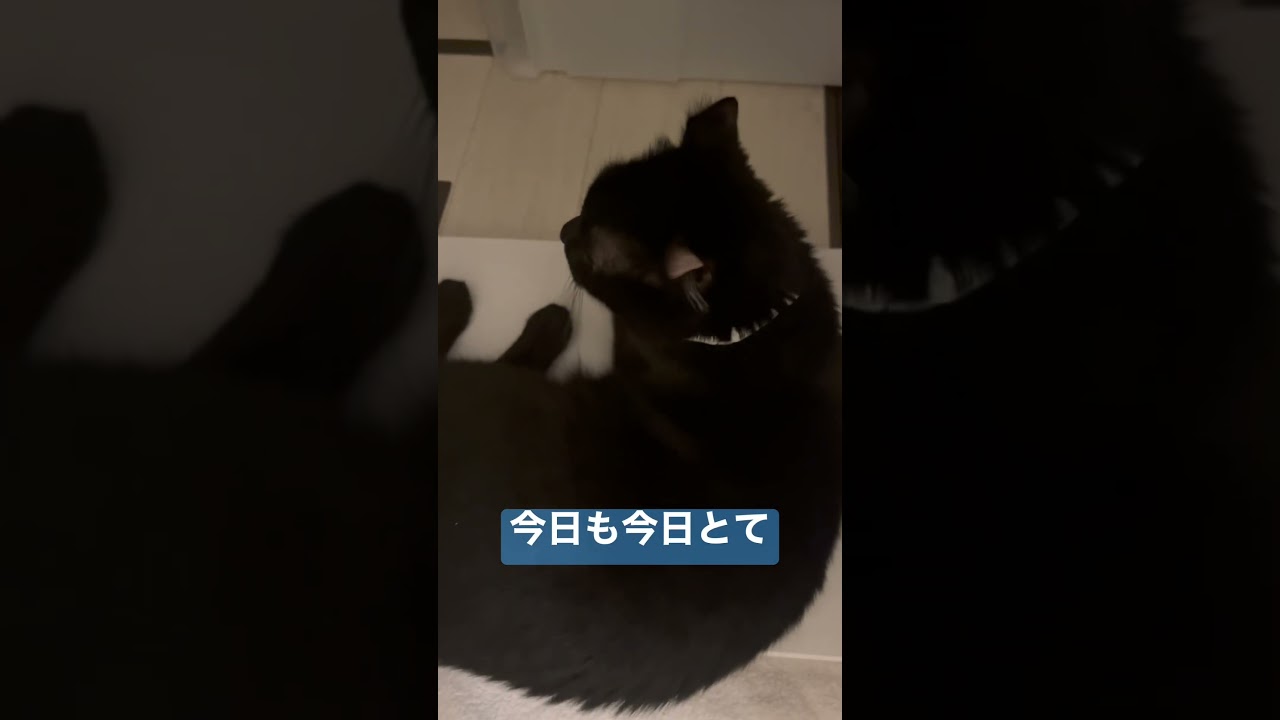 出待ち猫様…🐈‍⬛人間がお風呂から上がるのを待つエマ様が愛しい🫶💙#shorts #cat #猫 #アメリカンカール #ねこ #猫のいる暮らし #cute