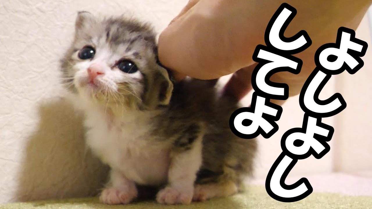 眠れない子猫を頭をよしよしすると安心したのか眠りにつく【赤ちゃん猫　保護猫】