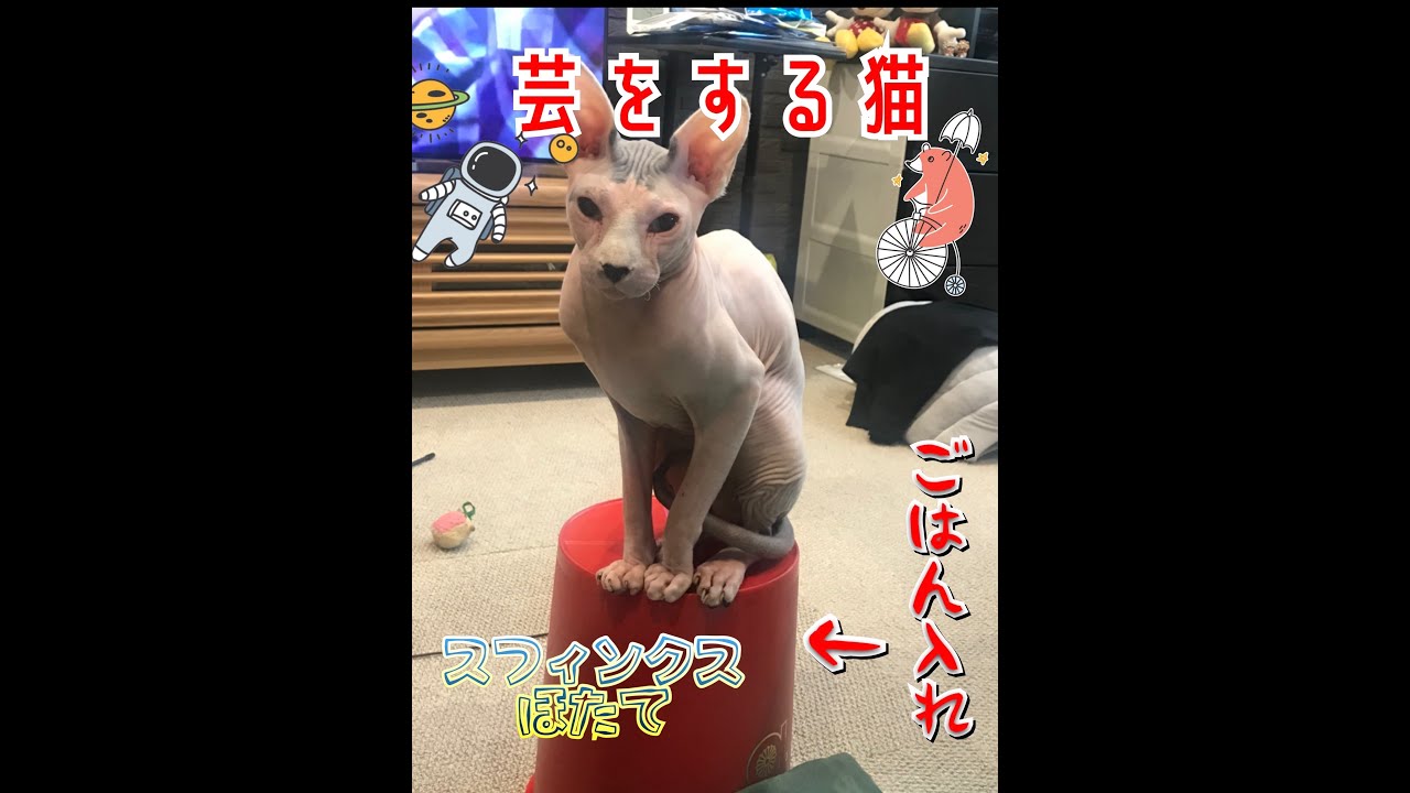芸をする猫スフィンクス