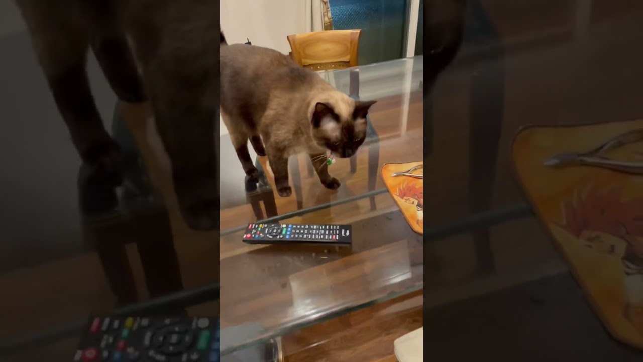 寝室まで付いてきてくれる猫