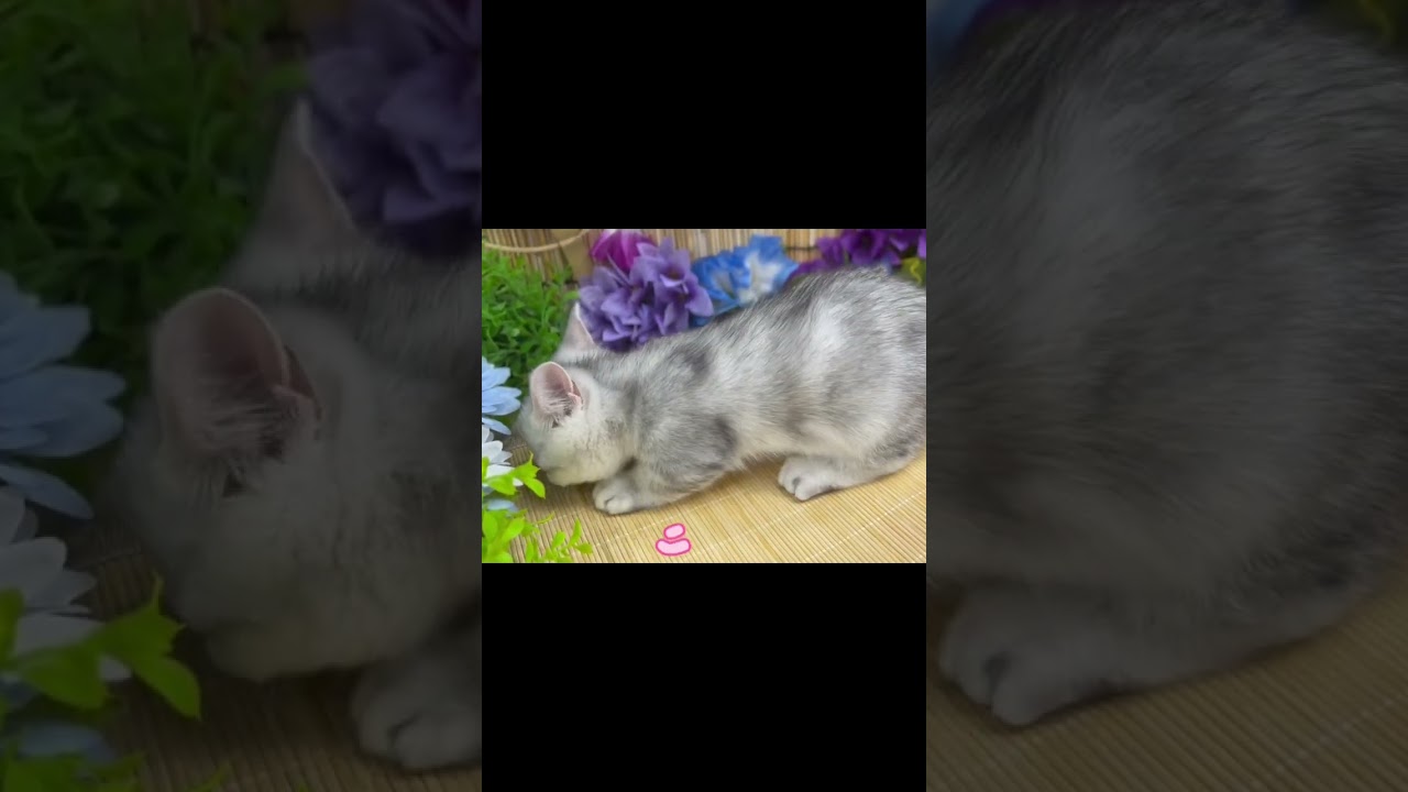 興味津々なマンチカンちゃん