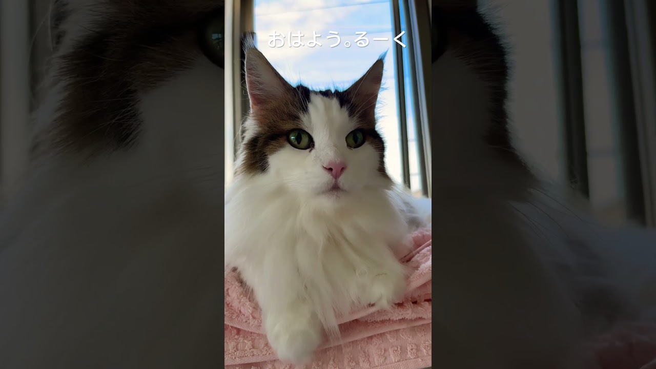 #cats #ノルウェージャンフォレストキャット #猫 #猫との暮らし #猫動画 #cat #shortsvideo #かわいい猫 #大型猫 #かわいい #猫との暮らし