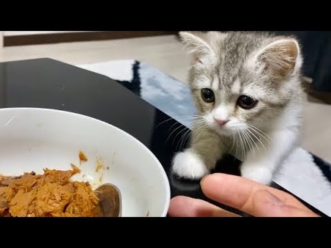 はじめてまぐろを食べた子猫の反応がこちらです…笑【スコティッシュフォールド】