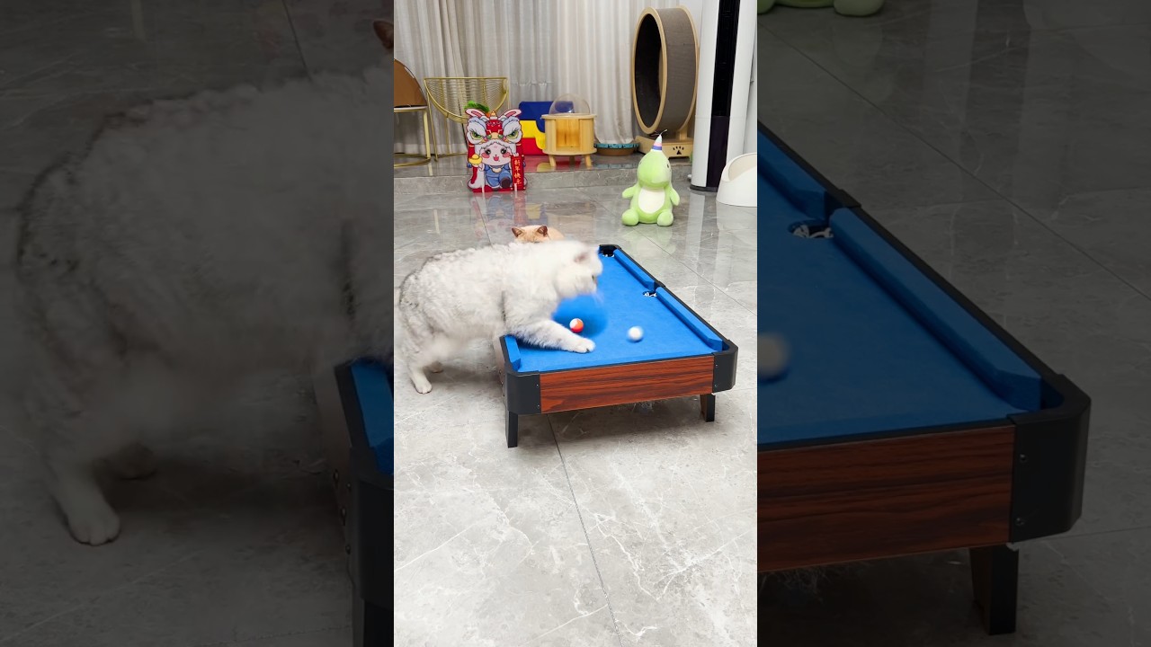 Cute White & Brown Cat playing #cat #ytshorts #animal #mycat #catcat #cutekitty #catlover #viral