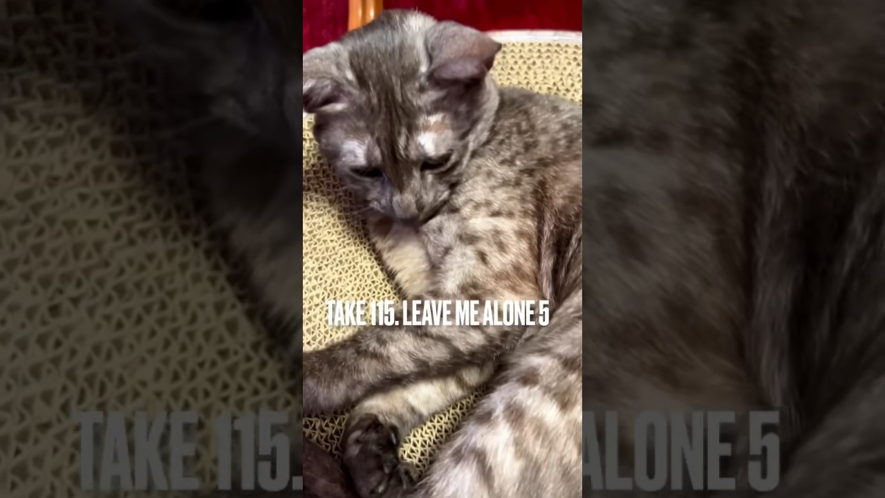 #起こさないで にゃ #ほっといて #leavemealone #やめられない #エジプシャンマウ #猫 #眠り猫 #shorts