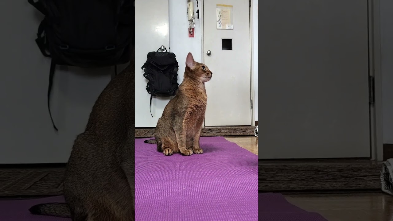 ネコ動画あび＃1747　#shorts　あびの毎日　アビシニアン　あび