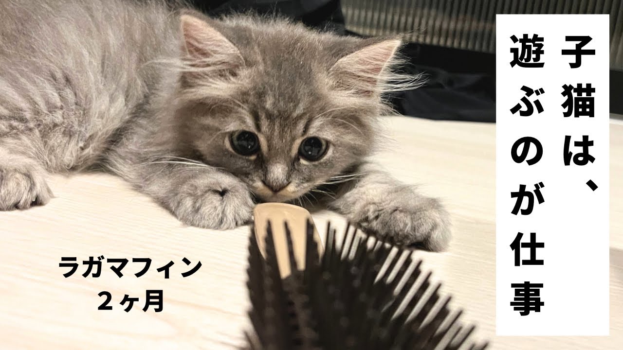 お家にある●●で、十分楽しめます。【ラガマフィンのつまみ】