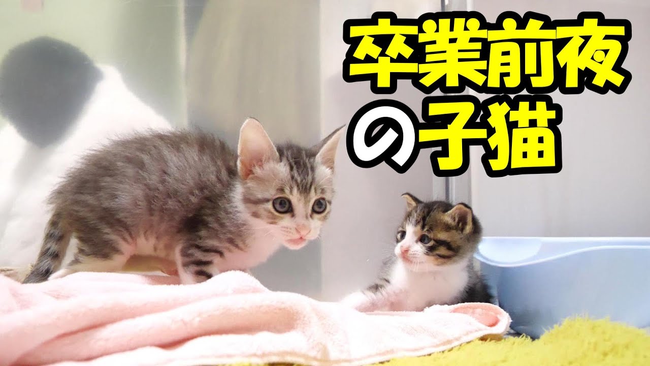 卒業前夜の先輩子猫と最後の夜を楽しむ子猫【赤ちゃん猫　保護猫】