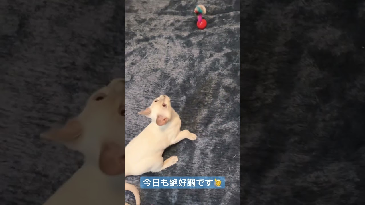 こねこのトンキニーズは運動神経良いのか、、ジャンプが下手なコハクが可愛いすぎた。 #トンキニーズ #こねこ #ねこのいる生活