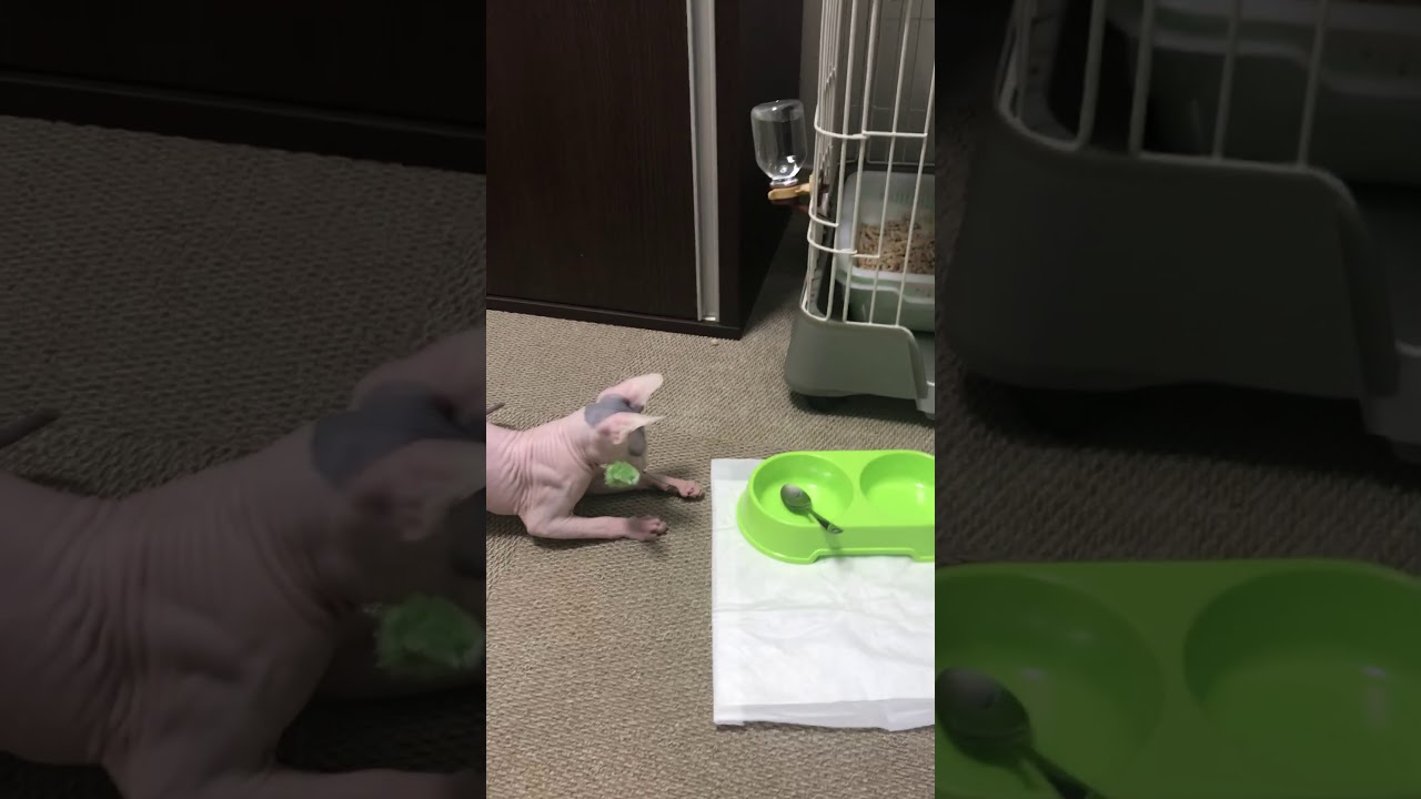 遊ぶスフィンクス