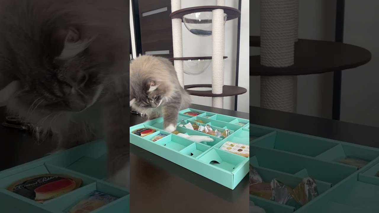 しれっとお中元をいただこうとするネコ #ねこ動画 #サイベリアン #cat