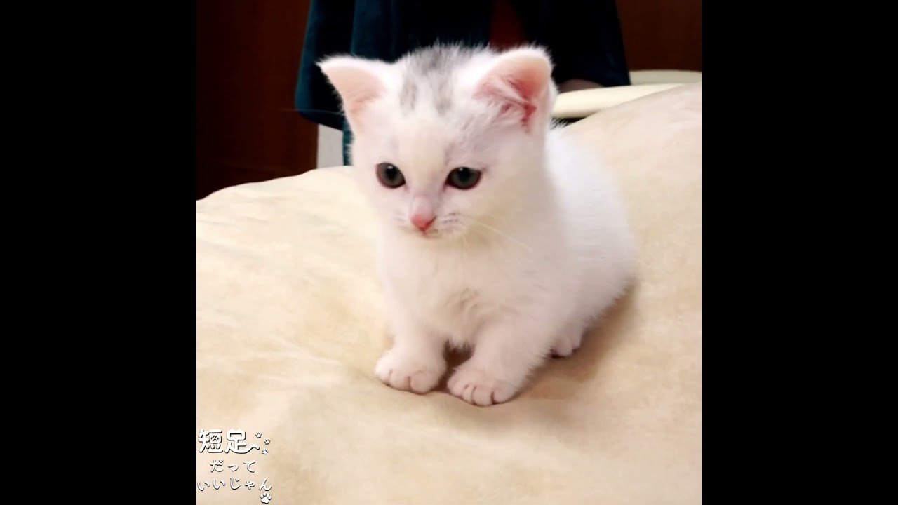 生まれて初めて鏡で自分を見てしまった子猫が超かわいい♥