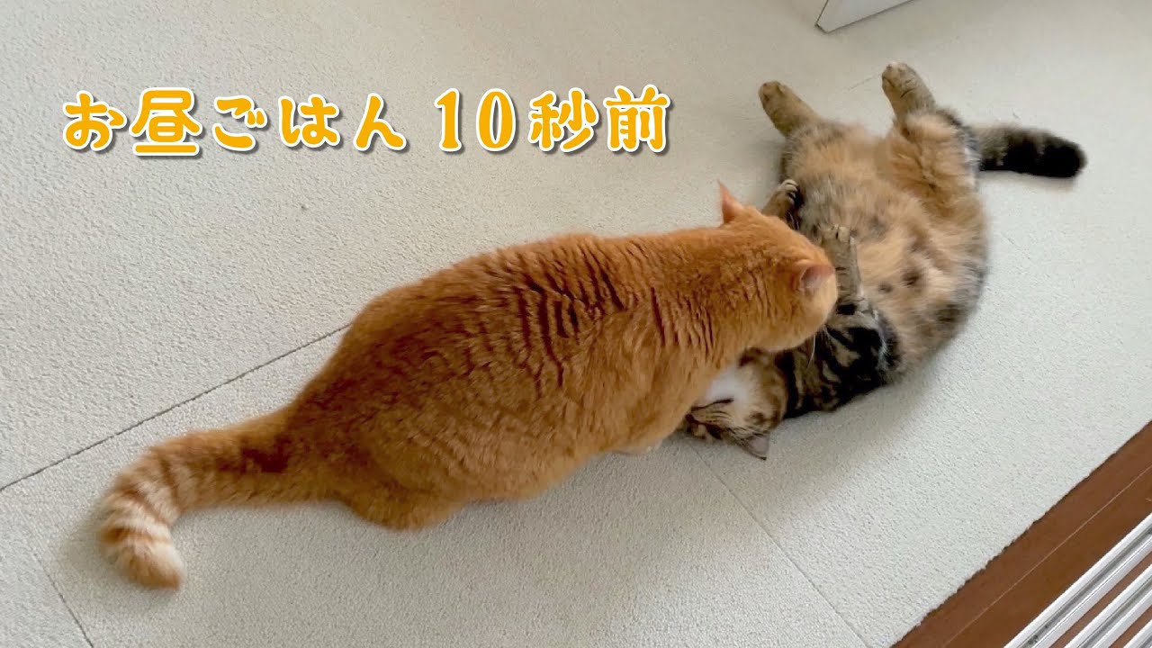 ごはんが出てきた時の切り替えが早すぎる猫たちw