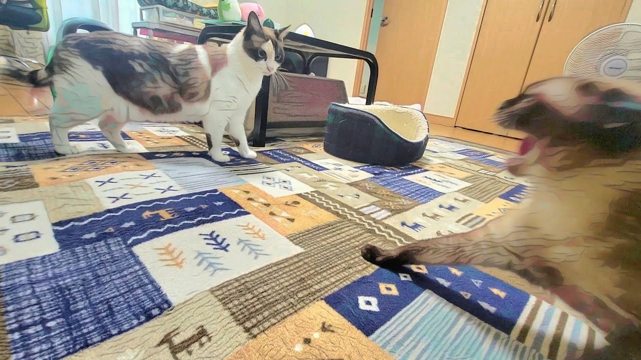 威嚇するシャム猫に近づいて優しく話しかけるペポ猫😲