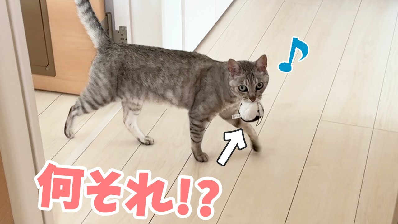 猫が何かくわえてたので追いかけてみると…