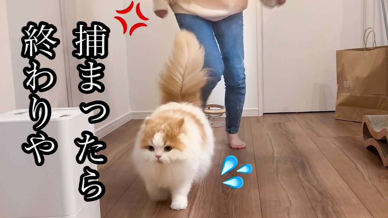 必死すぎる猫と必死すぎる飼い主