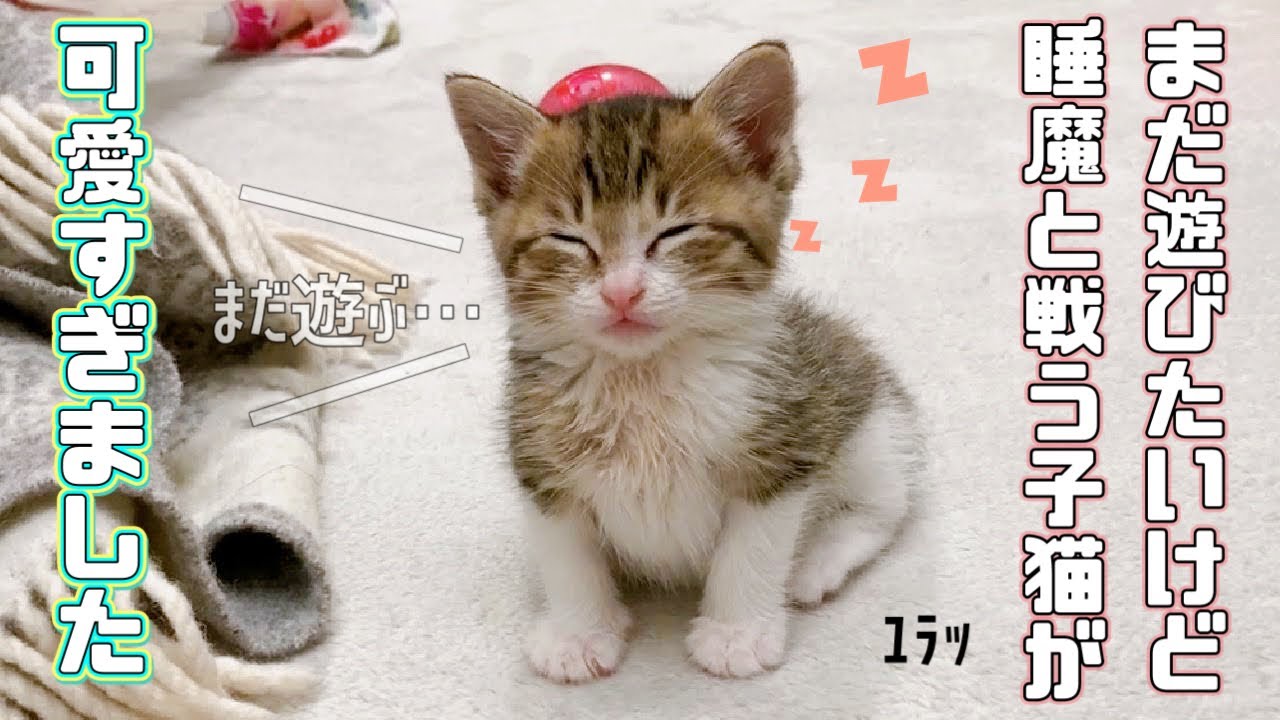 【保護猫】遊びたいのに睡魔と戦う子猫が可愛いすぎますｗ