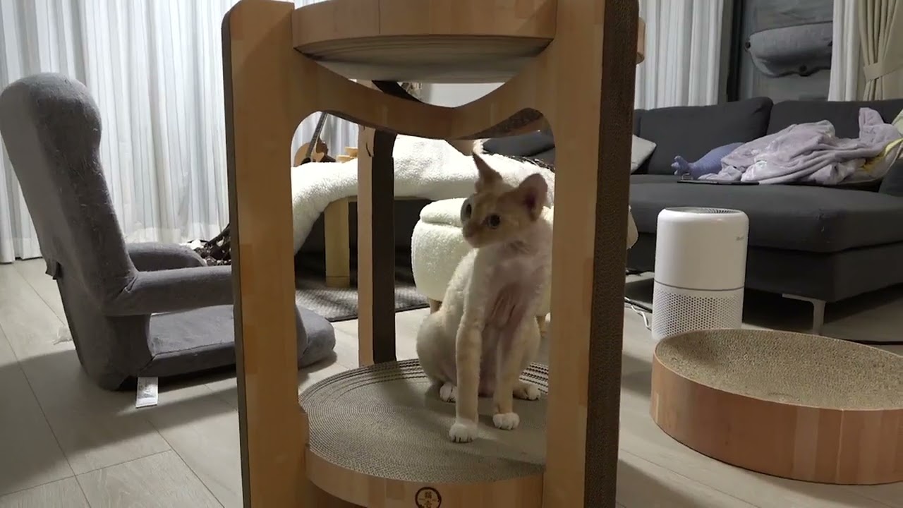 デボンレックス兄弟に新しい爪研ぎを買いました( A new cat scratcher for Devon Rex brothers)