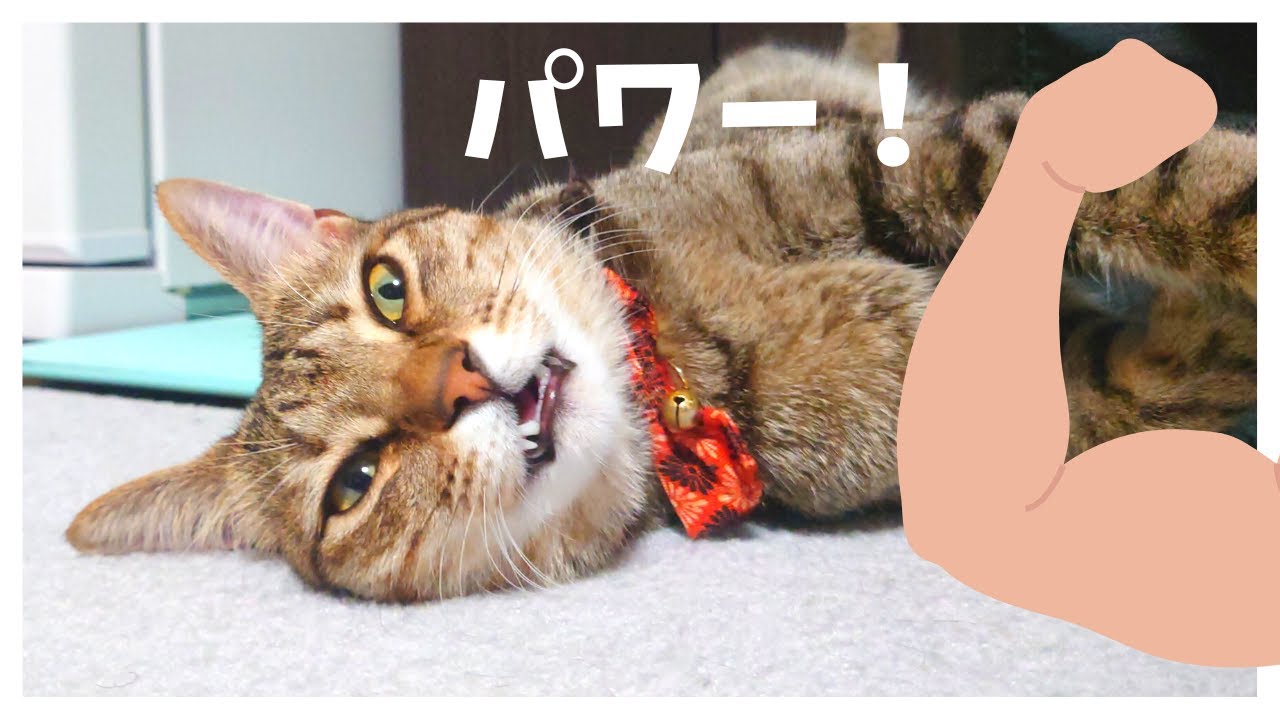 【#shorts】猫の鳴き声をなかやまきんに君に入れ替えても違和感ない説