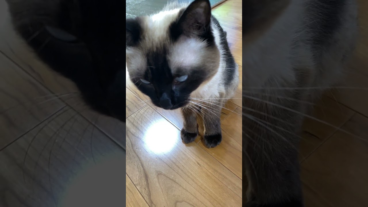 【2023.06.10】今日のシャム猫のふくさん（音無し）【たぬき猫】 #shorts 足が可愛い