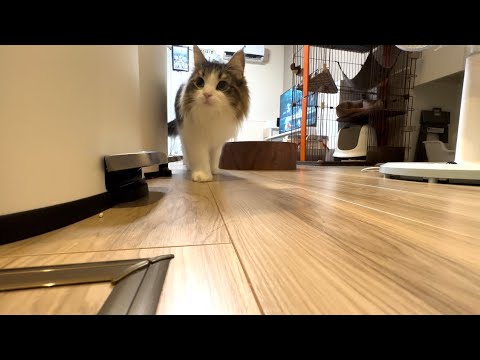 料理中何度も飼い主の様子を見にくる猫がかわいすぎた