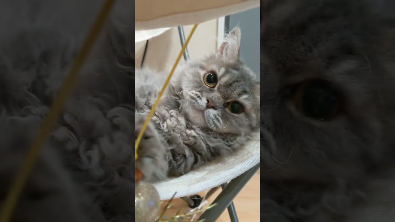 キラキラしたものが好き　#89 セルカークレックス