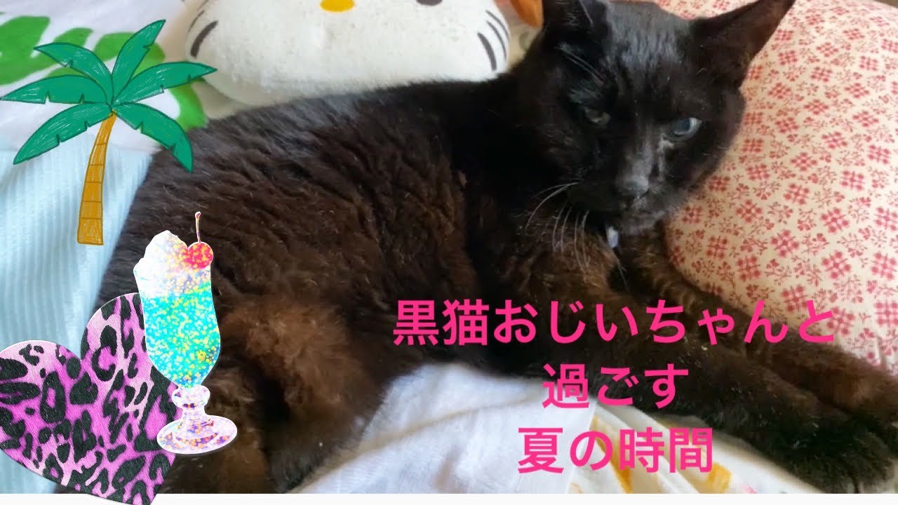 神田聖子が黒猫おじいちゃん（20歳）と過ごすある夏の日の優しい時間☺️