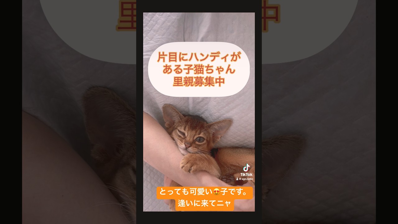 里親募集中子猫ちゃんです。　#アビシニアン子猫 詳細などは近日中にホームページへUPします。#里親募集中猫 #里親募集中子猫アゴはネコ 土日は午後からご予約不要！逢いに来てニャ　#保護猫