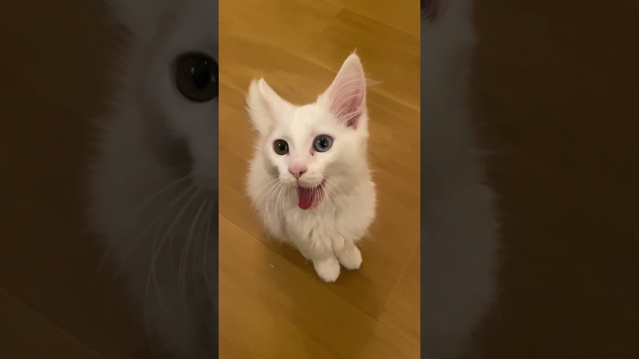 Kitten Yawning.#kitten #cat #whitecat #cute #yawning #子猫 #猫 #白猫 #子猫のあくび