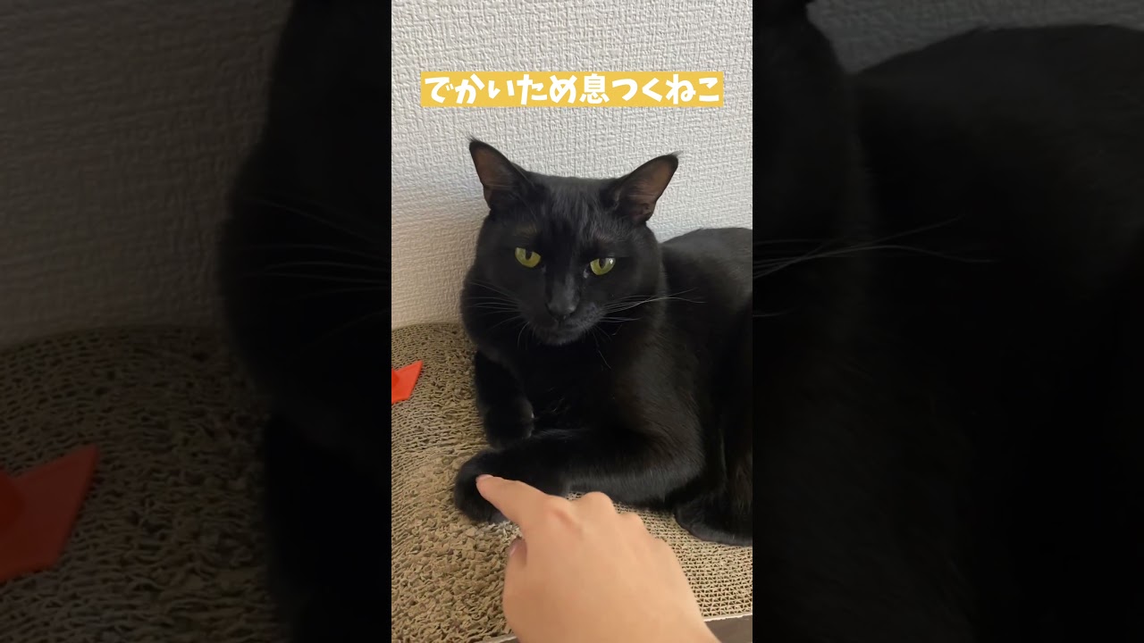 デカいため息をつく猫 #shorts