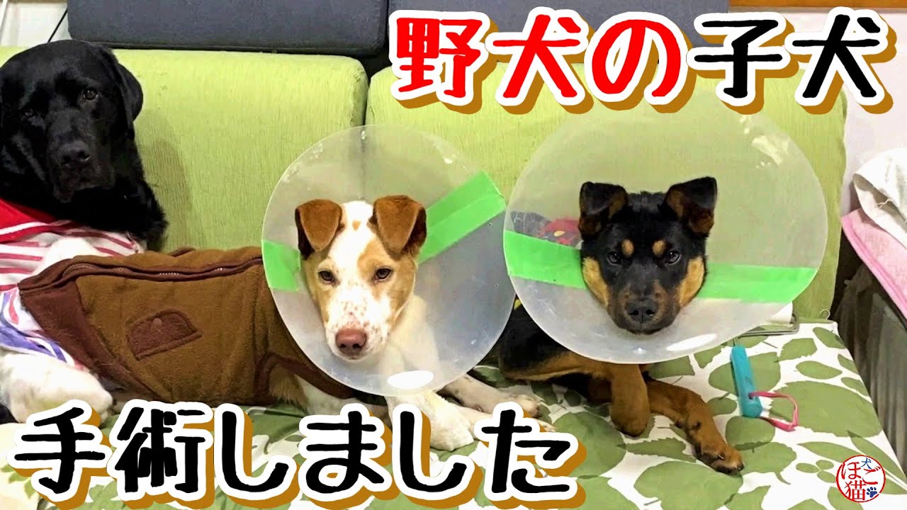 【子猫　保護犬 野犬】野犬の子犬、無事避妊手術終わりました
