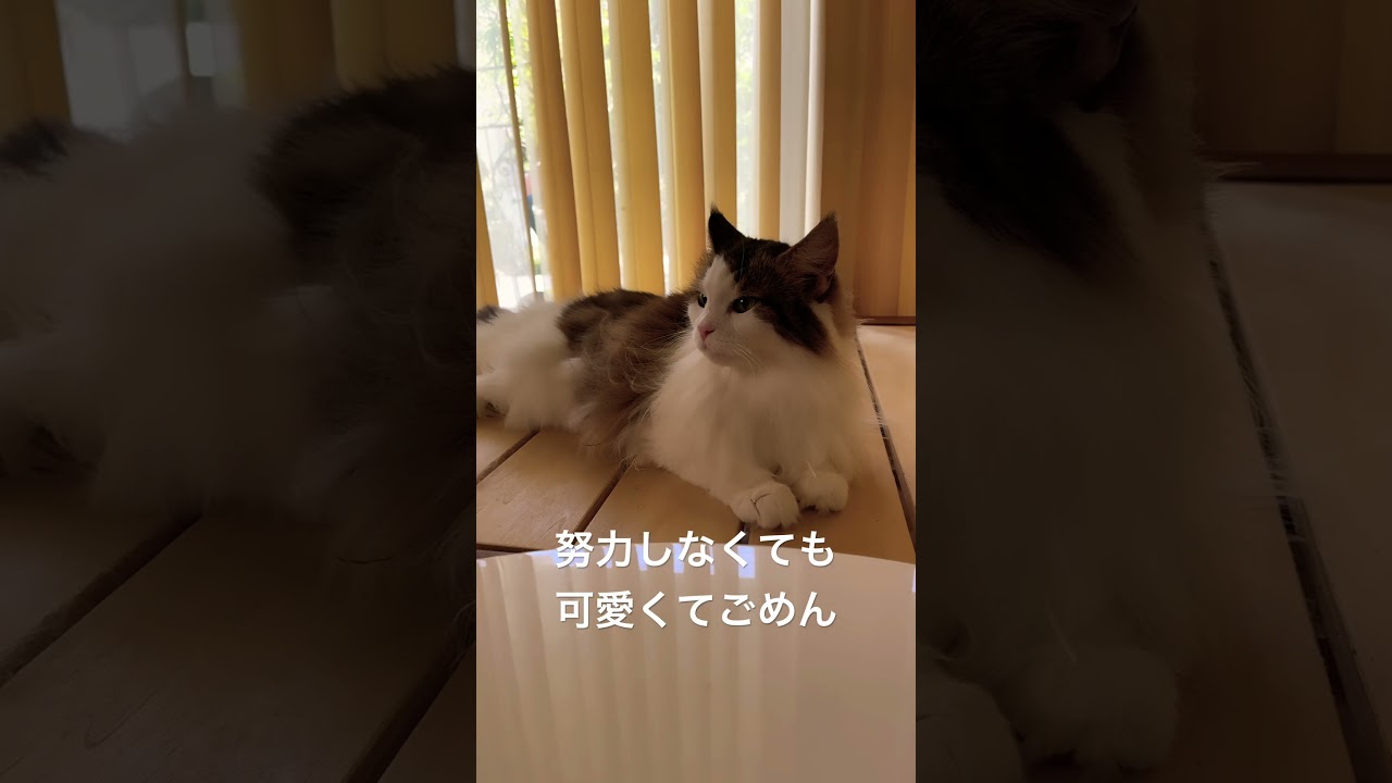 #cats #猫との暮らし #ノルウェージャンフォレストキャット #猫 #猫動画 #cat #shortsvideo #かわいい猫 #大型猫 #かわいい #shorts