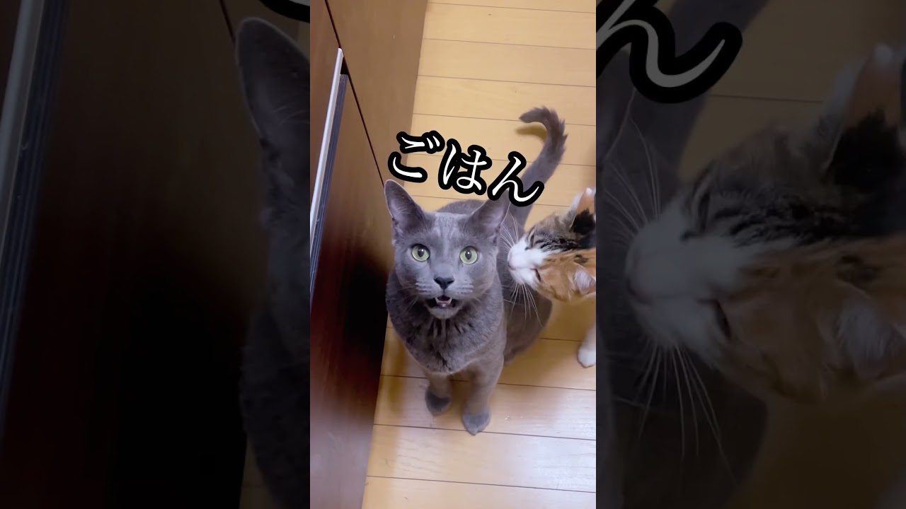 ボイスレスキャット＃ロシアンブルー#ごはん＃要求
