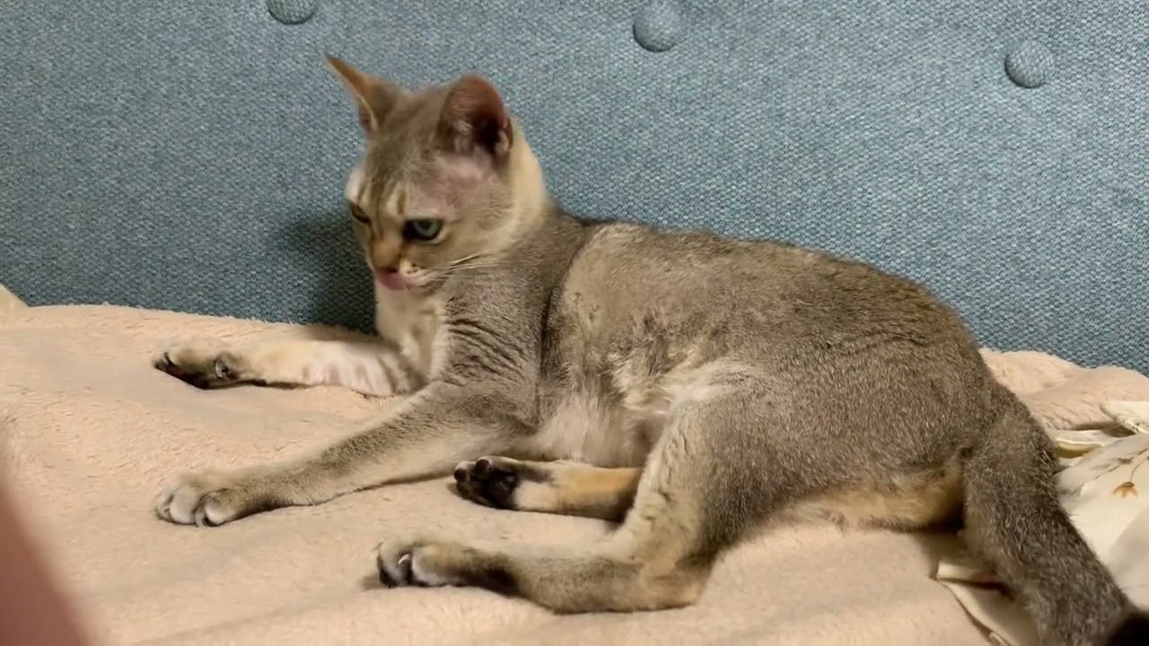 モーニングルーティンの毛繕いに余念がないシンガプーラのランちゃん