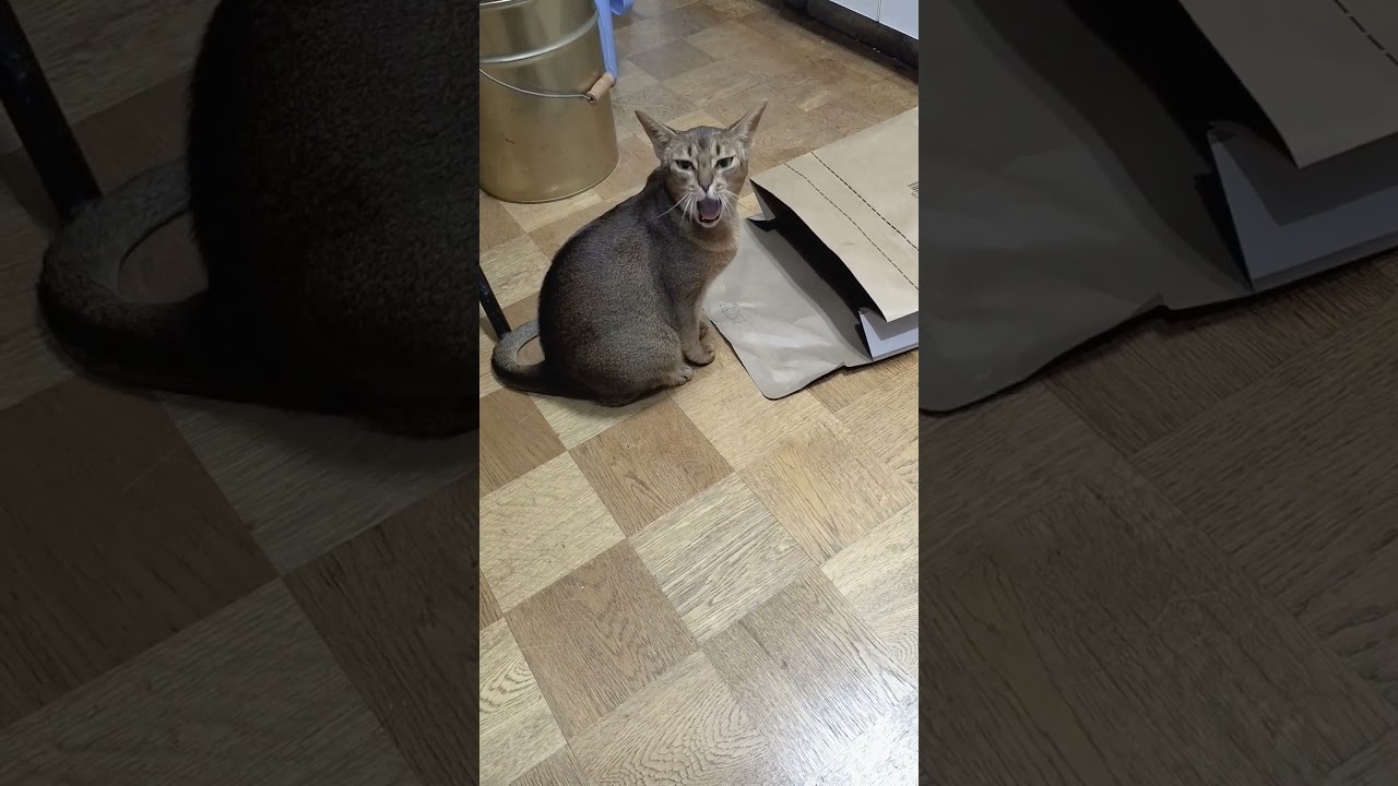 ネコ動画あび＃1600　#shorts　あびの毎日　アビシニアン　あび