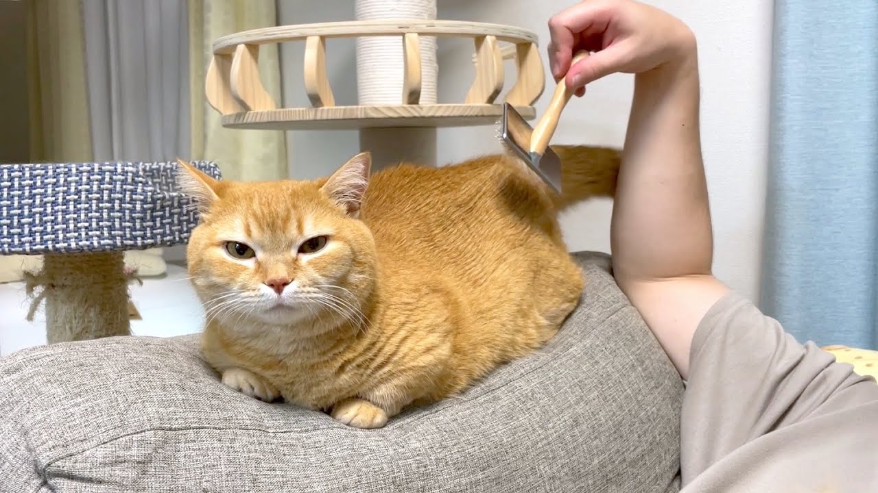 隙さえあればブラッシングされちゃう猫