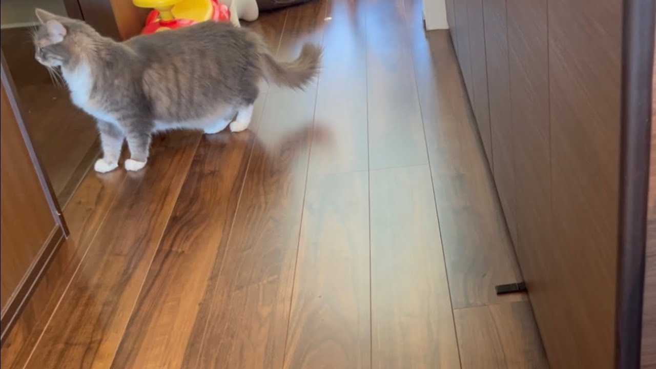 洗濯機の修理業者を終わるまで監視する猫　ノルウェージャンフォレストキャット　A cat watching over a repairman