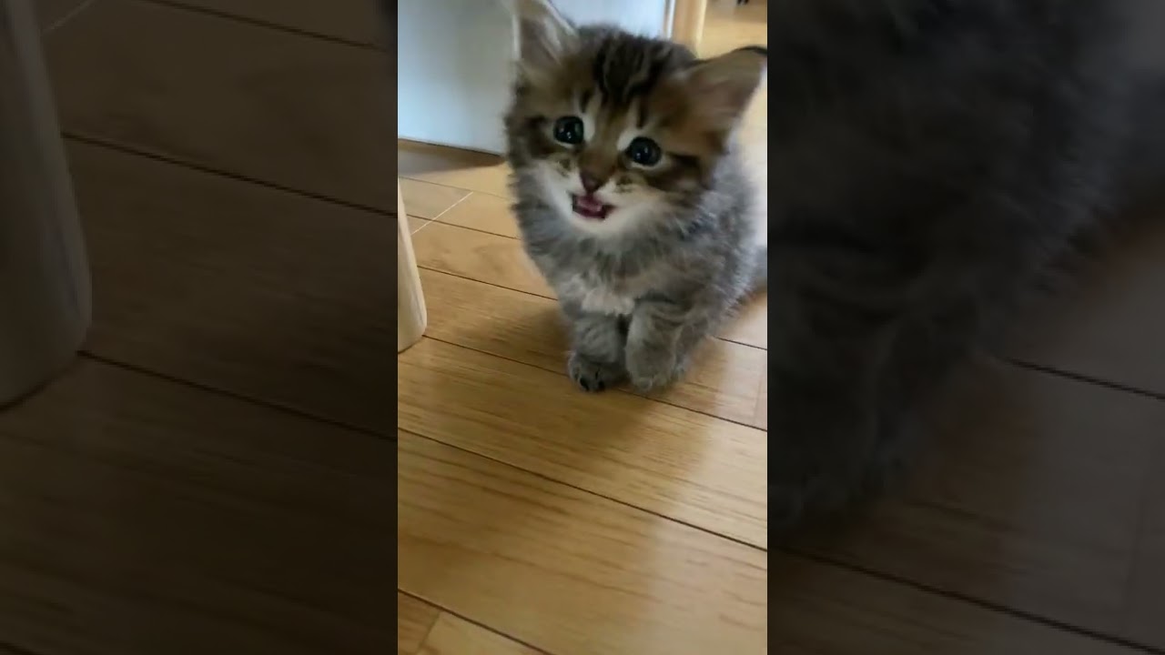鳴きながら寄ってくる子猫！すこぶるかわいい小倉さん【サイベリアン・子猫】 #shorts