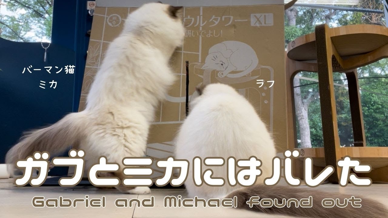 バーマン猫ガブとラフとミカ【ガブとミカにはバレた】Gabriel and Michael found out（バーマン猫）Birman/Cat
