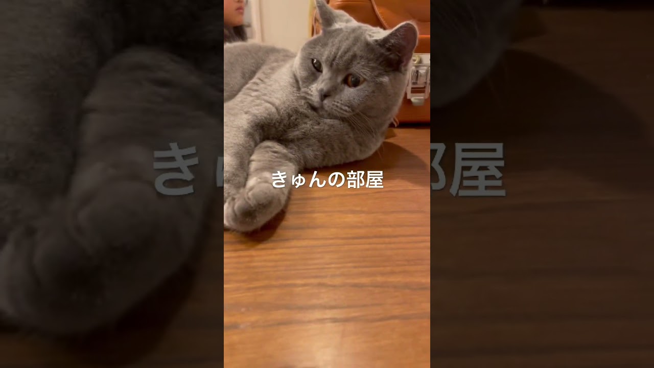 最近の顎肉#ねこ #ブリティッシュショートヘア #cat