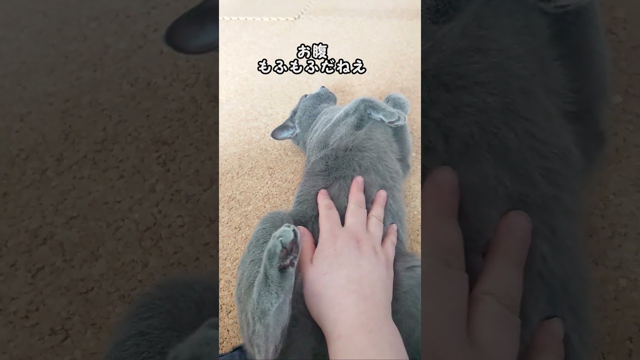 【猫動画】お腹を撫でろと要求するロシアンブルー【russianbule】#shorts　　Russian blue asking you to rub his belly