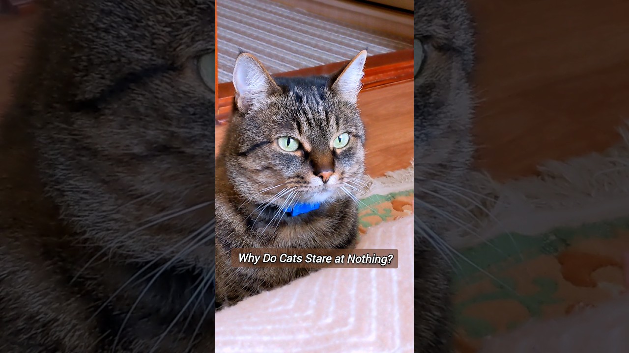 Why Do Cats Stare at Nothing?🤔