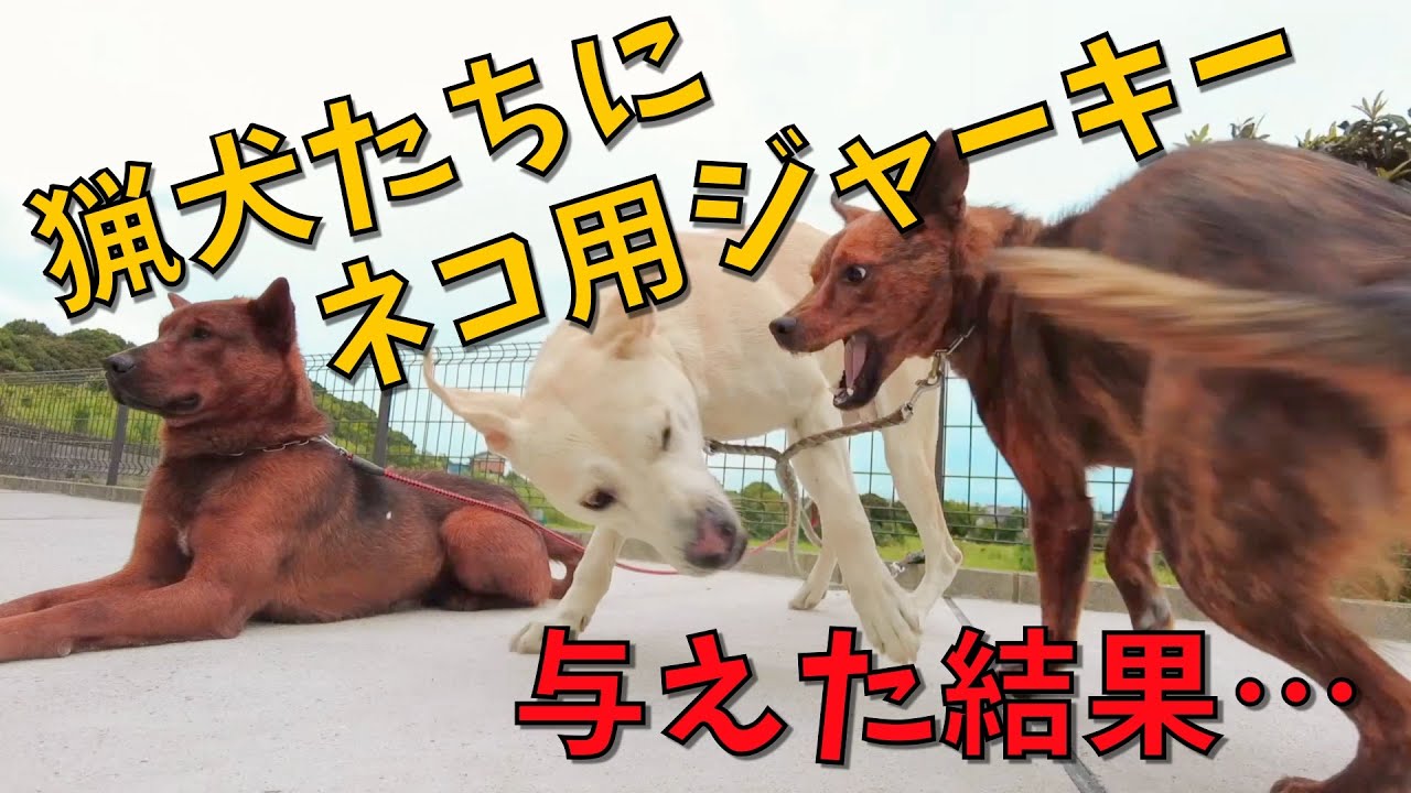 安定のスフィンクス・リキのジャーキー拝みスタイルに、食いしん坊仮面猟犬カシン、その辺のシャコタンより低いアスカでセンチメンタル・ジャーキー