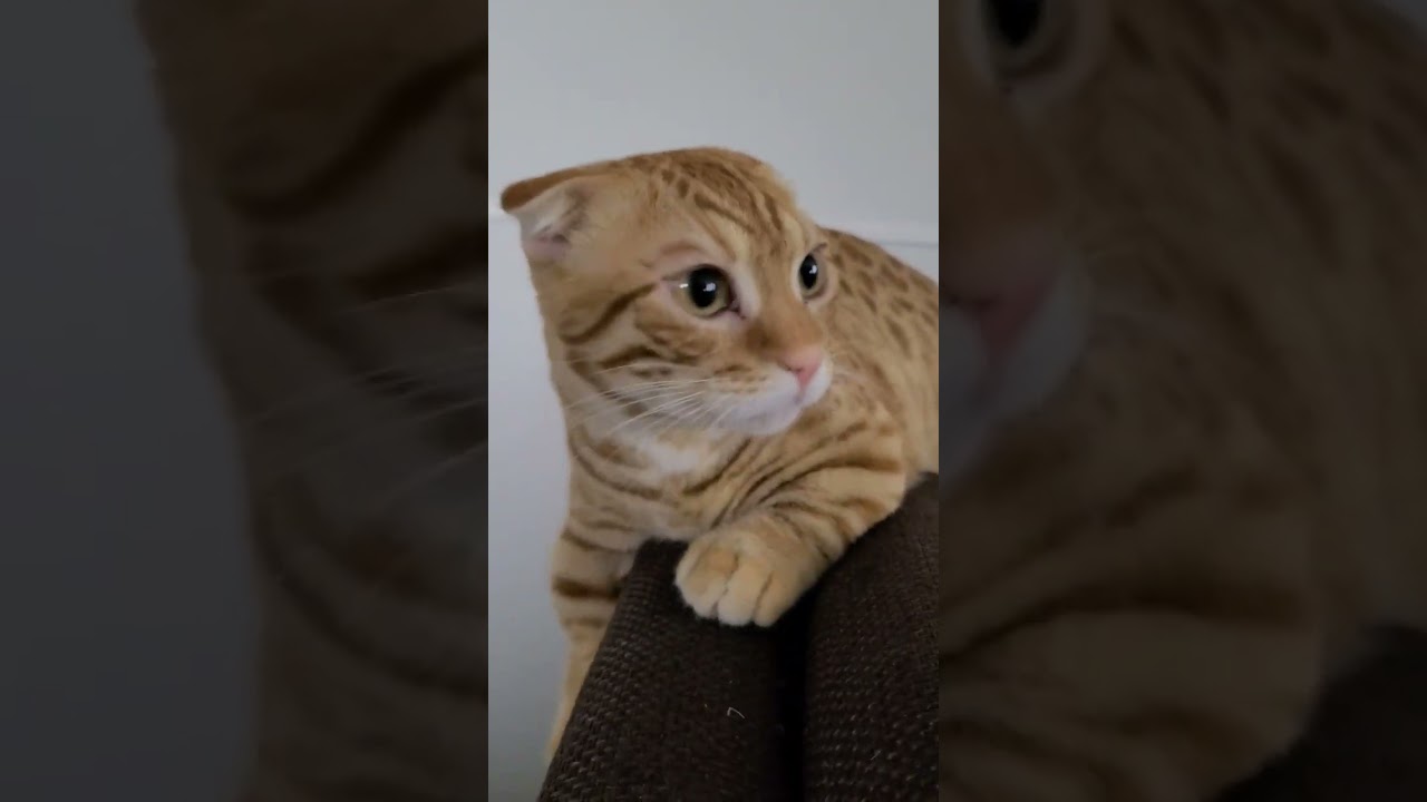 背後からカメラ近づけたらゴルゴ１３なコモドン【コモドンの観察日記】 #キンカロー #猫 #cat