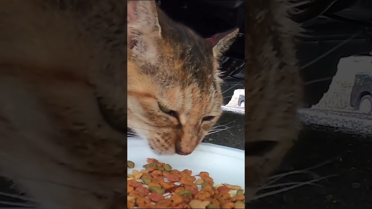 公園さくら猫　車の下で休んでいた茶猫コテツにごはんをあげました。I gave rice to the brown cat that was resting under the car.　Vol.668